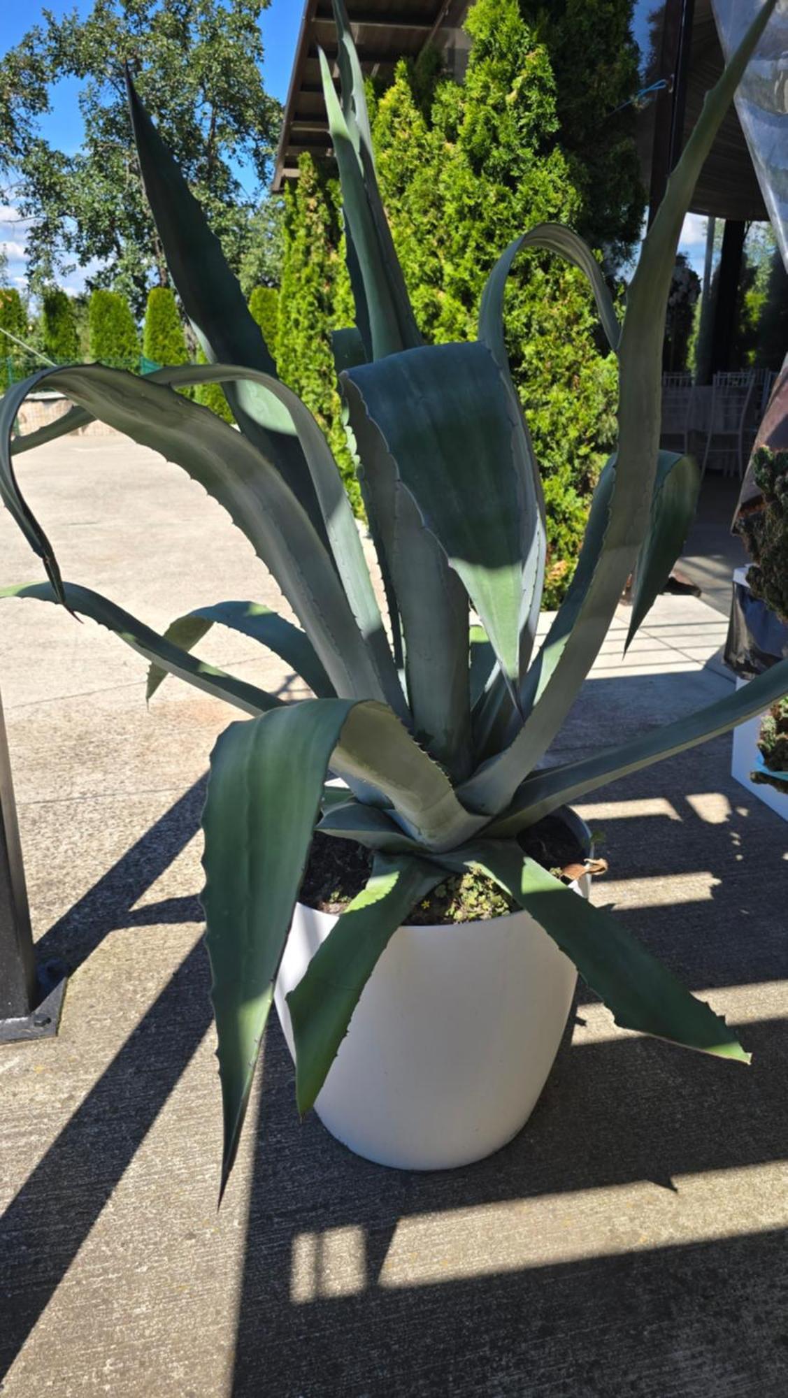 B&B Andero Deva Dış mekan fotoğraf